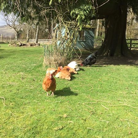 Kennels Cottage Stirling Bagian luar foto