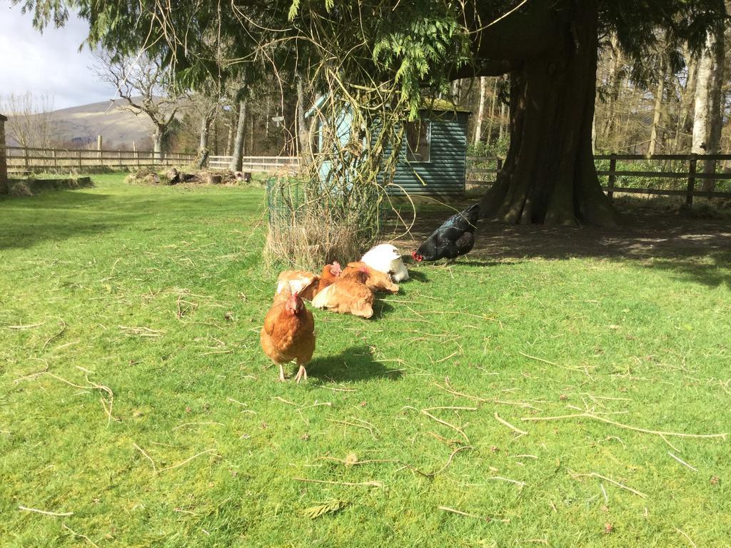 Kennels Cottage Stirling Bagian luar foto